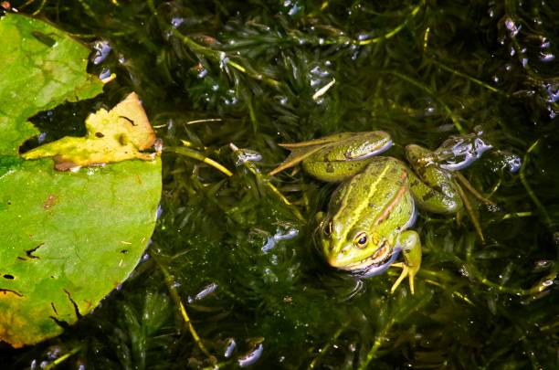 istock Frog in a water pond. Green nature 1237525016
