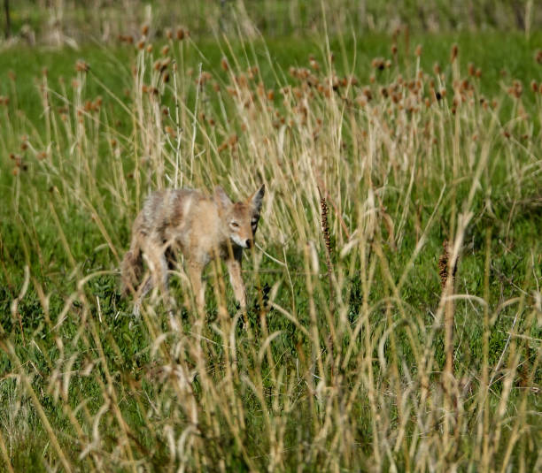 istock coyote hunting in a meadow 1237542848