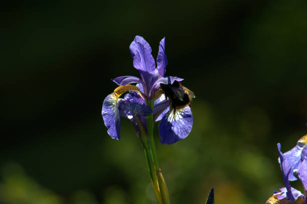 istock Bumble bee pollinating Siberian iris flower. 1237549027