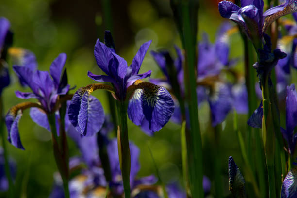 istock Flower bed of blue Siberian iris flowers. 1237555499