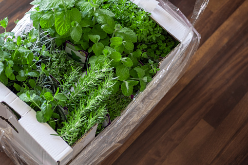 Box loaded with aromatic culinary herbs from delivery service.