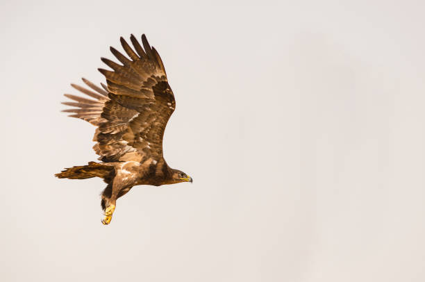 Steppe Eagle in Flight A migratory eagle in Indian subcontinent steppe eagle aquila nipalensis stock pictures, royalty-free photos & images