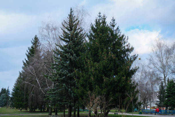 Tall fir trees at park in the evening town.