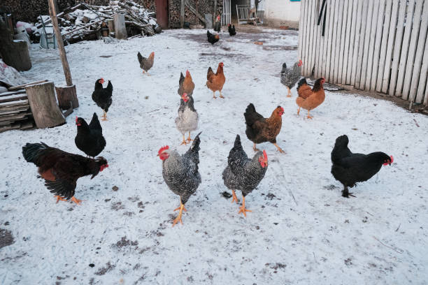 istock hen on the winter snow at yard 1237576016