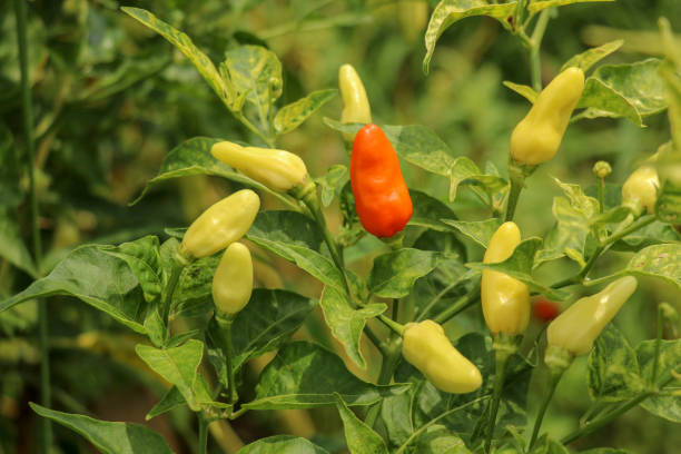 istock Red and yellow colour chillies or chilli peppers growing on the 1237576018