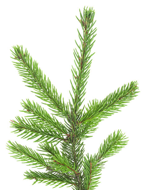 istock Christmas tree branch isolated on a white background. Fir branch. 1237579697