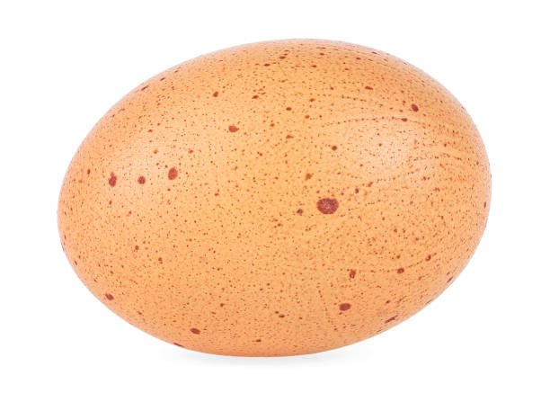 Single brown chicken egg isolated on a white background Single brown chicken egg isolated on a white background goodfood stock pictures, royalty-free photos & images