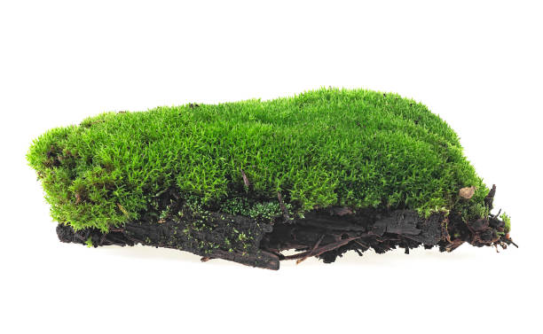 istock Green moss on rotten tree branch isolated on a white background 1237580235