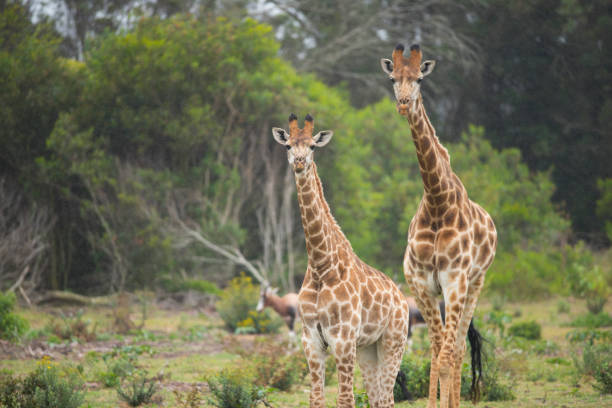 istock Giraffe from the African savannah grasslands 1237580238