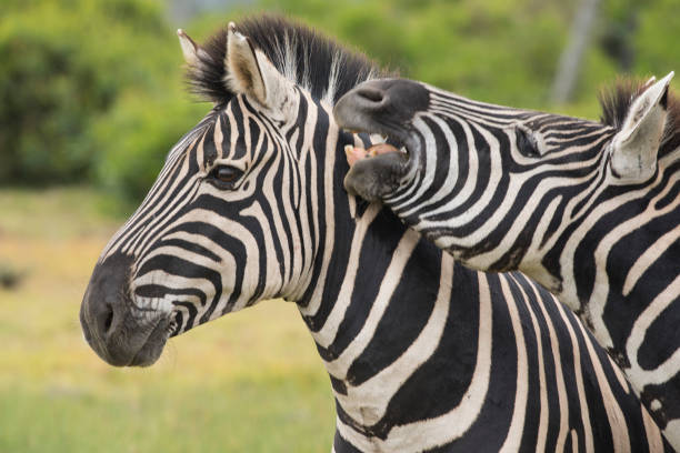 istock Burchell's Zebra from the African savannah 1237581282