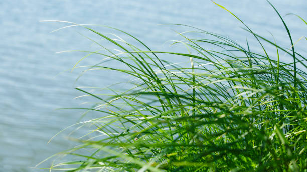 istock river green grass against the water. Narrow banner 1237581815