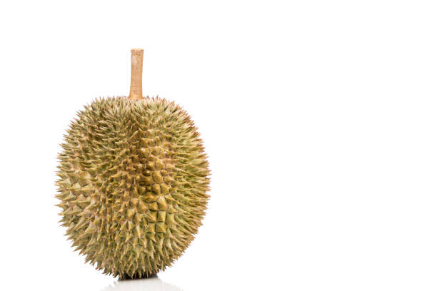 Popular delicious Malaysian durian D101 breed against white background