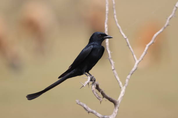 istock The black drongo - little bird 1237586087