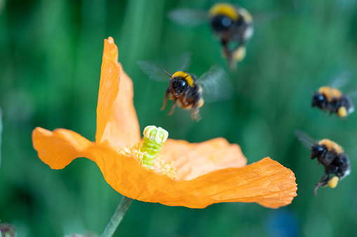 A wonderful bumble bee approaches an orange poppy flower.