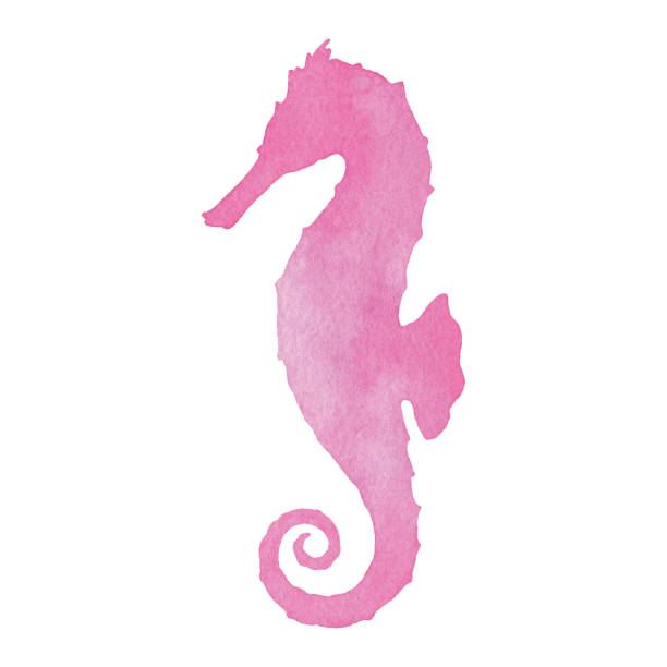 Watercolor Sea Horse Vector illustration of seahorse. seahorse stock illustrations