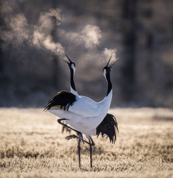 dois guindastes japoneses de coroa vermelha dançando e respirando frio em hokkaido - mating ritual - fotografias e filmes do acervo