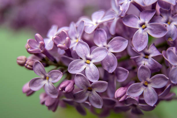 istock Macro image of spring lilac violet flowers, abstract soft floral background 1237590902