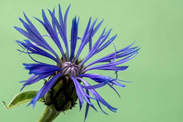 緑の背景に装飾的なコーンフラワー写真。マクロ写真。テキストのスペースをコピーする - vegetable garden green ground flower head ストックフォトと画像