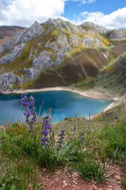 Echium vulgare purple flowers in the Somiedo national park, Spain, Asturias. Saliencia glacial lakes. Top view from the viewpoint. Blurred background.