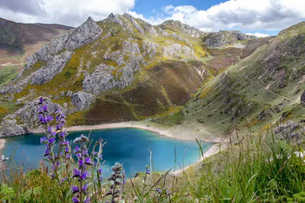 Cueva lake in the Somiedo national park, Spain, Asturias. Saliencia glacial lakes. Top view from the viewpoint.Blurred purple spring flowers on the foreground.
