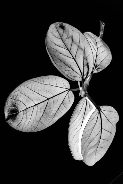 istock A picture of big leafs 1237615229