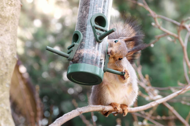 istock squirrel on a tree branch is trying to get seeds from the feeder 1237616288