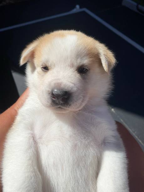 istock Puppy dog eyes 1237618432