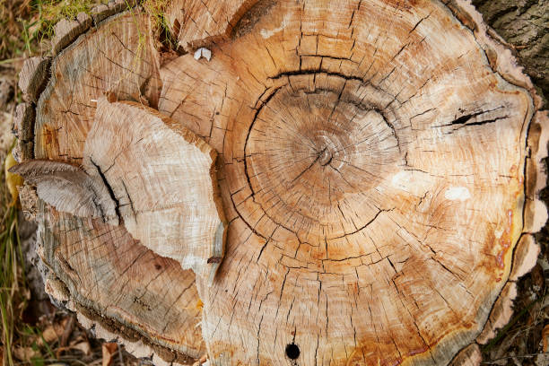istock slice of old tree in the woods 1237619483