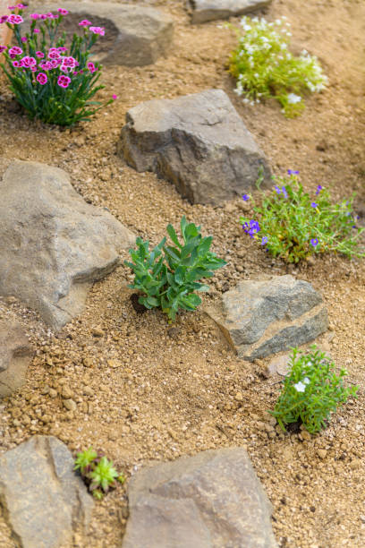 недавно посадили сад рокерии. фон сада утеса с sedum, dianthus, phlox и сочные цветки россетей. - succulent plant sedum temperate flower perennial стоковые фото и изображения