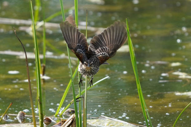 istock Red Winged Blackbird female in marsh on cat tail 1237649829