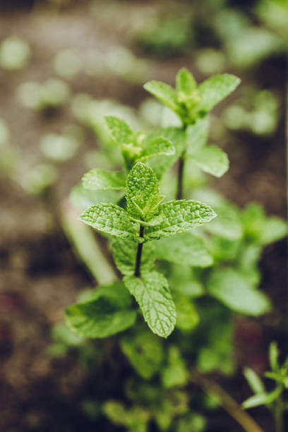 fresh mint growing in the garden - nature selective focus green vertical imagens e fotografias de stock