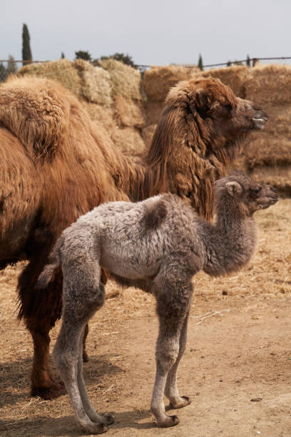istock Bactrian camel family. Camel on camel farm with haystacks 1237663069