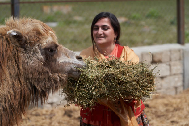 istock Young farmer woman feeding her Camel at the farm. 1237663082