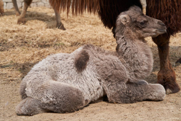 istock Bactrian camel family. Camel on camel farm with haystacks 1237663086