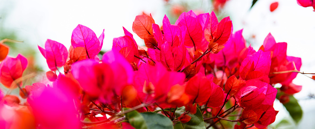 Bougainvillea flowers blossoming in the park.