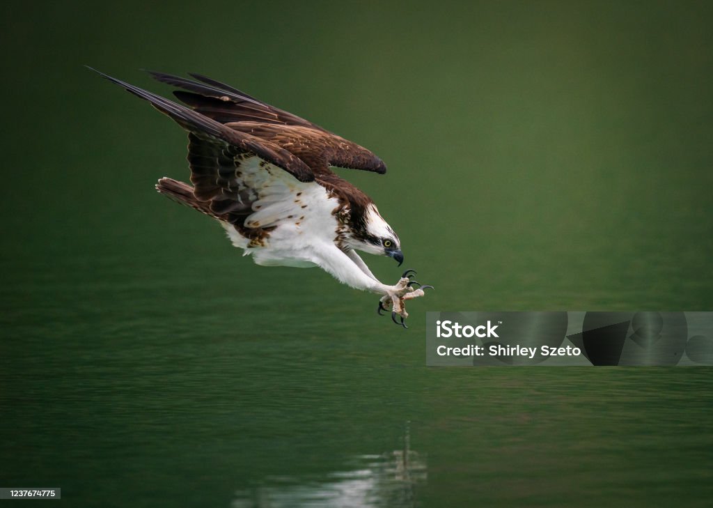 Un Águila Pescadora Cazando Peces Con Garras Curvas Foto de stock y más  banco de imágenes de Pez - iStock