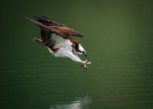 An osprey (Pandion Haliaetus) diving into water and hunting fish with spread curved claws in Sindian, Taiwan