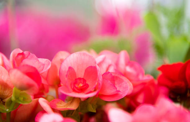 Rieger begonia flowers blossoming in the park.