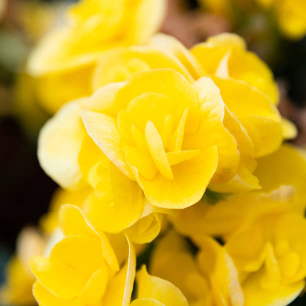 istock Rieger begonia flowers blossoming in the park 1237682522