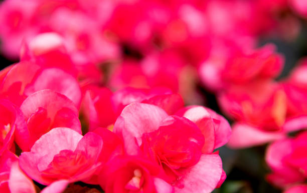 Rieger begonia flowers blossoming in the park.