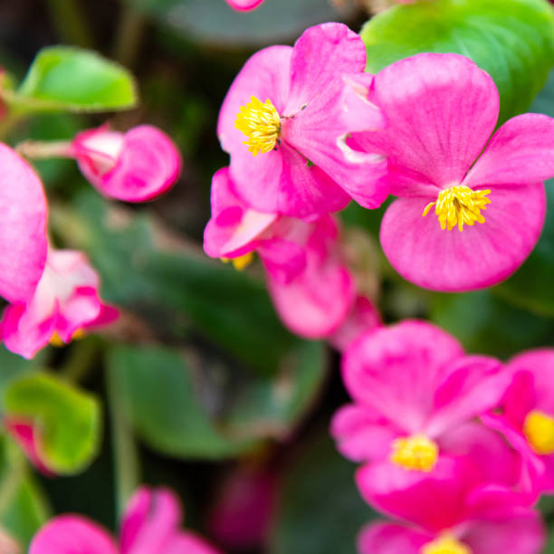 istock Wax begonia flowers blossoming in the park 1237688783