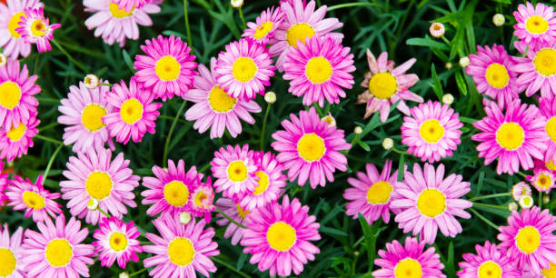 istock Marguerite flowers blossoming in the park 1237692351