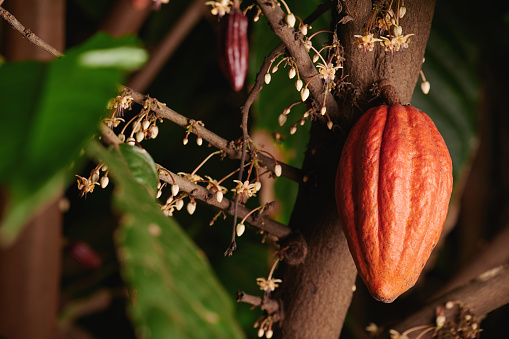 One orange cocoa pod hang on tree branch macro view