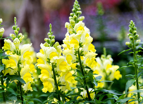 Snapdragons blossoming in the park.