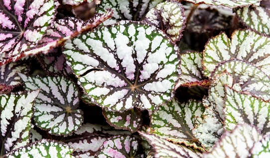 Leaves of rex begonia in the park.