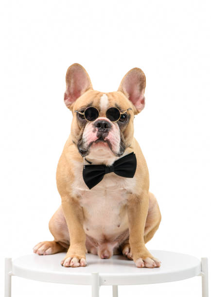 French Bulldog is wearing sunglasses and a black bow tie sitting on a white table French Bulldog is wearing sunglasses and a black bow tie sitting on a white table isolated on white background. hungry and flowing stripes concept. dog tuxedo stock pictures, royalty-free photos & images