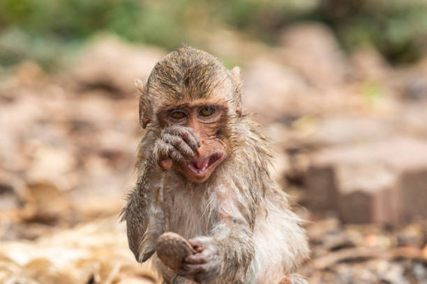 istock little monkey with dirty wet hair 1237725461