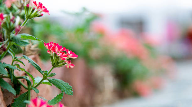 Verbena flowers blossoming in the park.