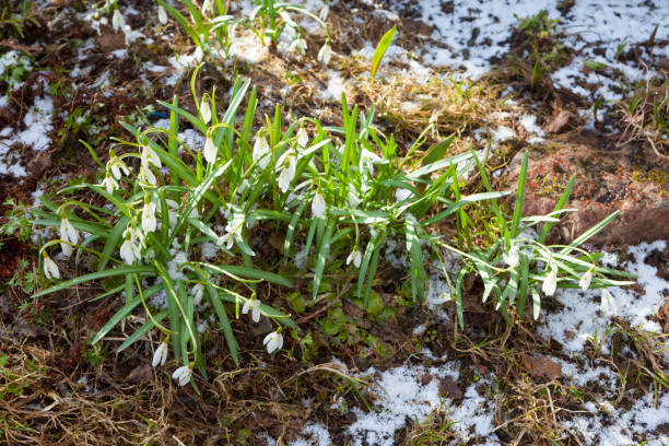 istock Flowering snowdrops in the snow. 1237738667