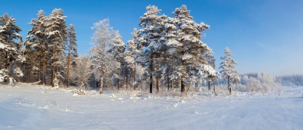 istock A sunny day in a forest glade. 1237740243